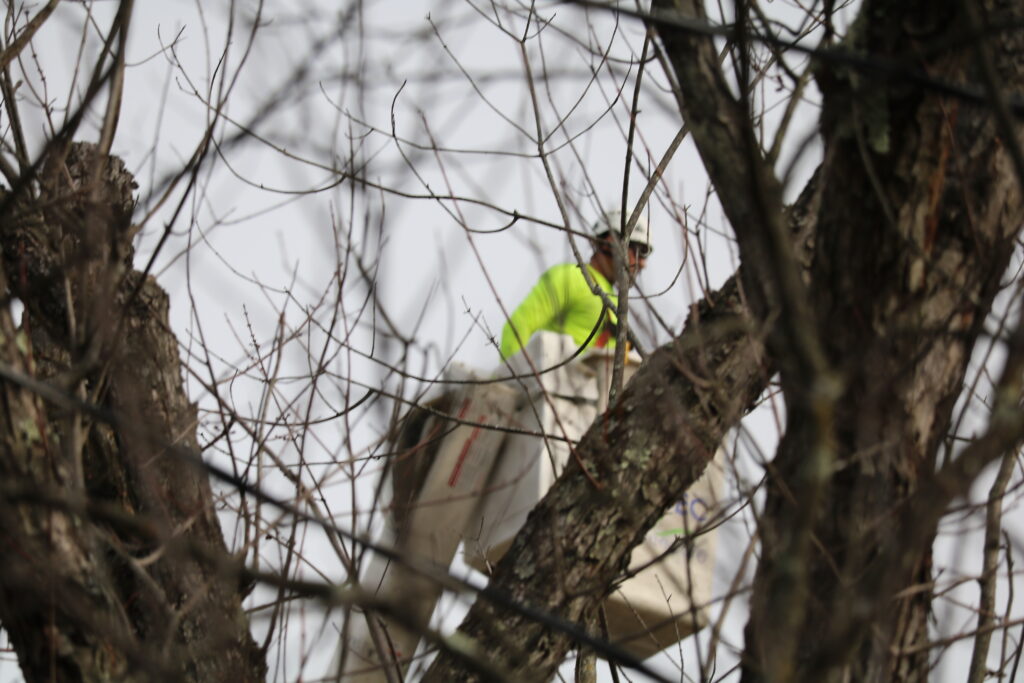 tree trimming service trimmer in tree