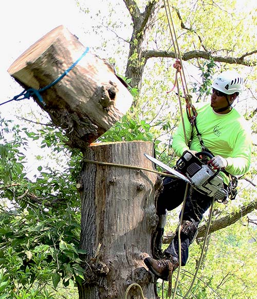 RTEC Treecare tree service experts executing tree removal work on a local Virginia property