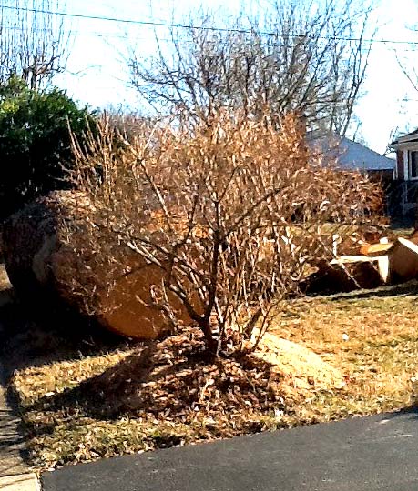 how not to mulch a tree - avoid mulch volcanoes