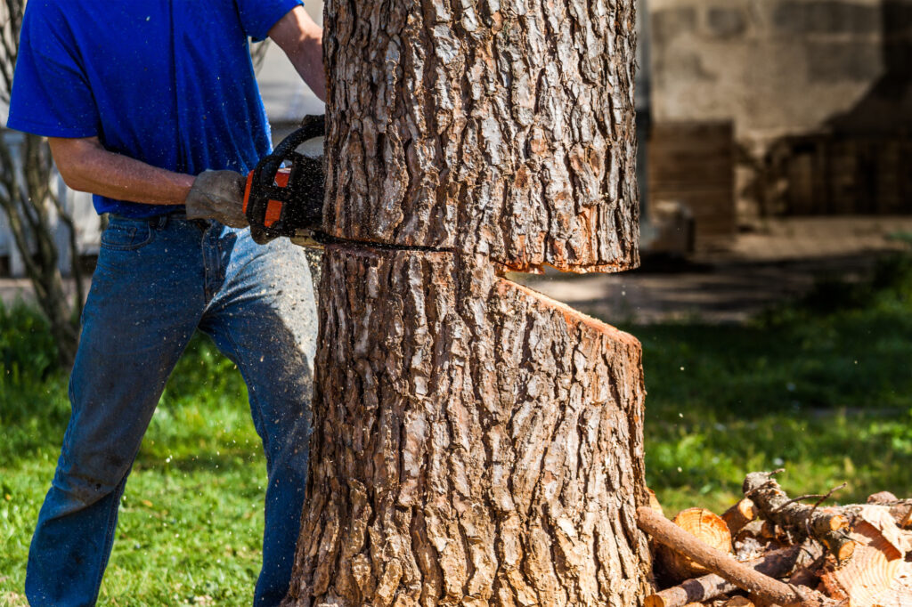 tree removal, when to know whether need a permit