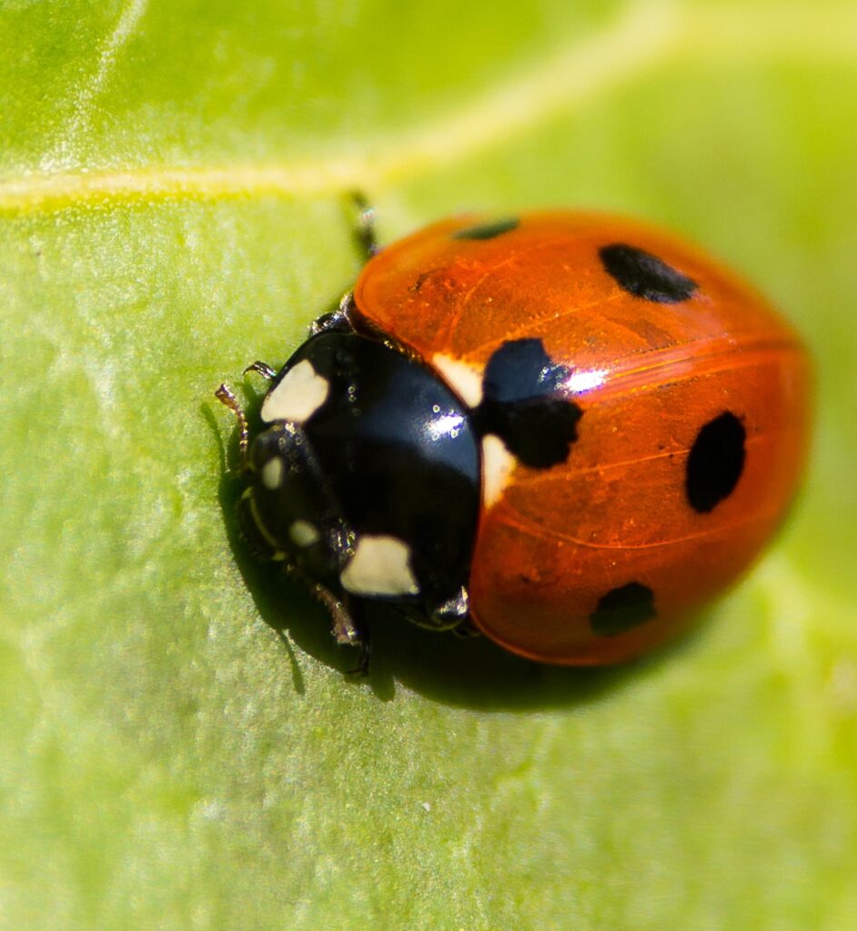 ladybug beneficial insect on tree leaf
