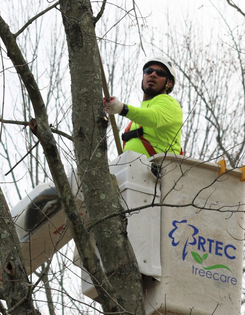 RTEC Treecare tree service expert pruning local Virginia tree