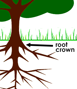 how to mulch a tree: check the root crown to see if it moves when you press down on the tree trunk!