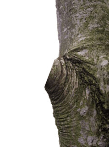 CORRECT: This tree pruning cut is right outside of the branch collar. This will allow it to properly heal.