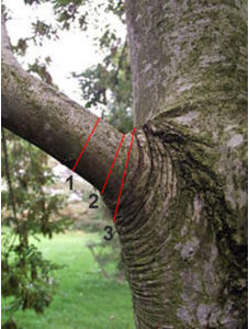 Tree pruning CUTS TYPICALLY SEEN ON TREES #1 & #3 Incorrect, #2 Correct