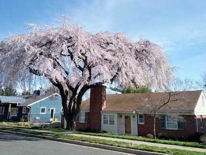 Cherry tree in Arlington, VA thriving after several years of organic bio-stimulant treatment