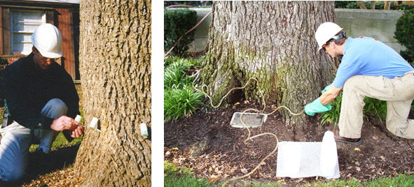 RTEC Arborist uses micro-injection and macro-injection method to treat trees preventively for pests and diseases.