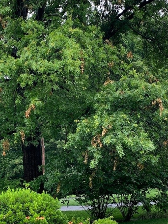 Cicada flagging on mature trees