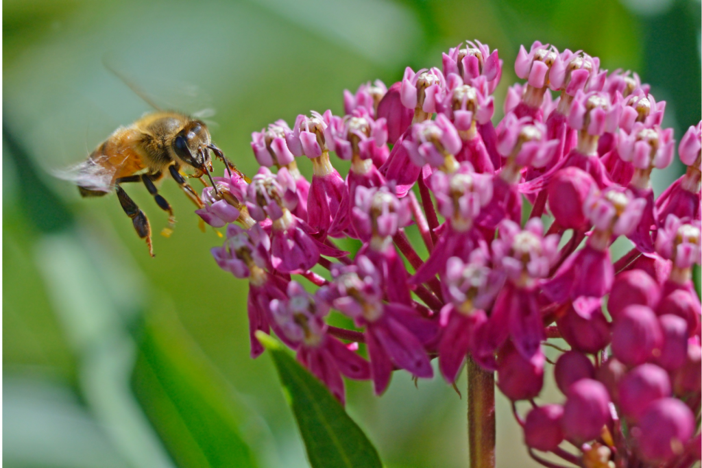 Honey bee hovering over a pink native milkweed flowers. 