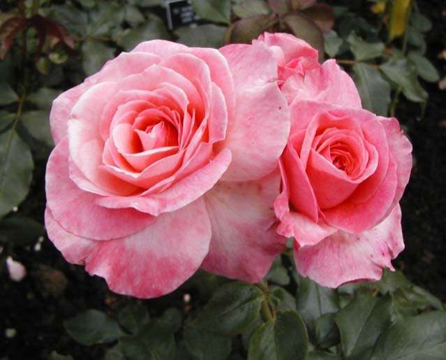 June Is National Rose Month - Keep Your Roses Healthy