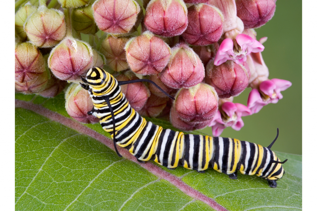 Up close image showing a monarch caterpillar on a leaf eating from a pink milkweed bud.