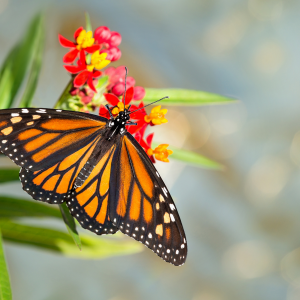 Image of a beautiful monarch butterfly resting on bright red and yellow milkweed flowers.