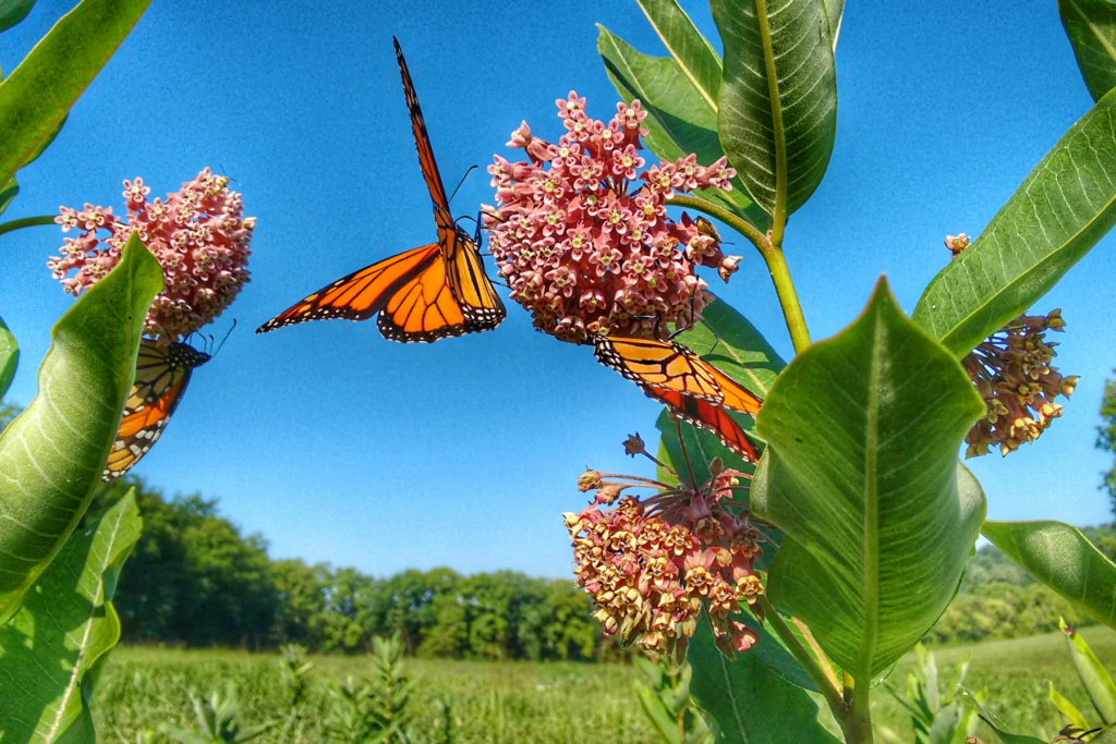 The image shows several milkweed plants in bloom with pink flowers. The background is a clear blue sky and a green field. Two monarch butterflies are resting on the middle bloom. On the left cluster of flowers is a third monarch butterfly. 