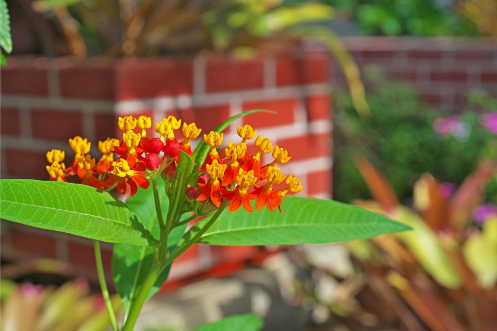 Image of a tropical milkweed plant. The leaves are bright green, and the flowers are red with yellow centers.