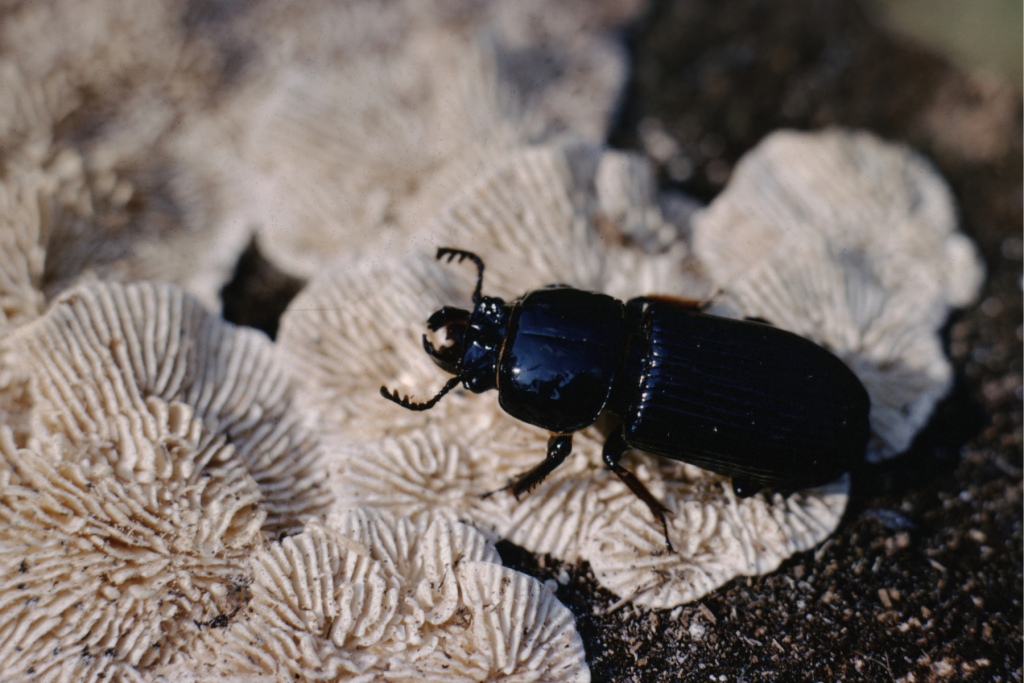Passalid beetle on fungus