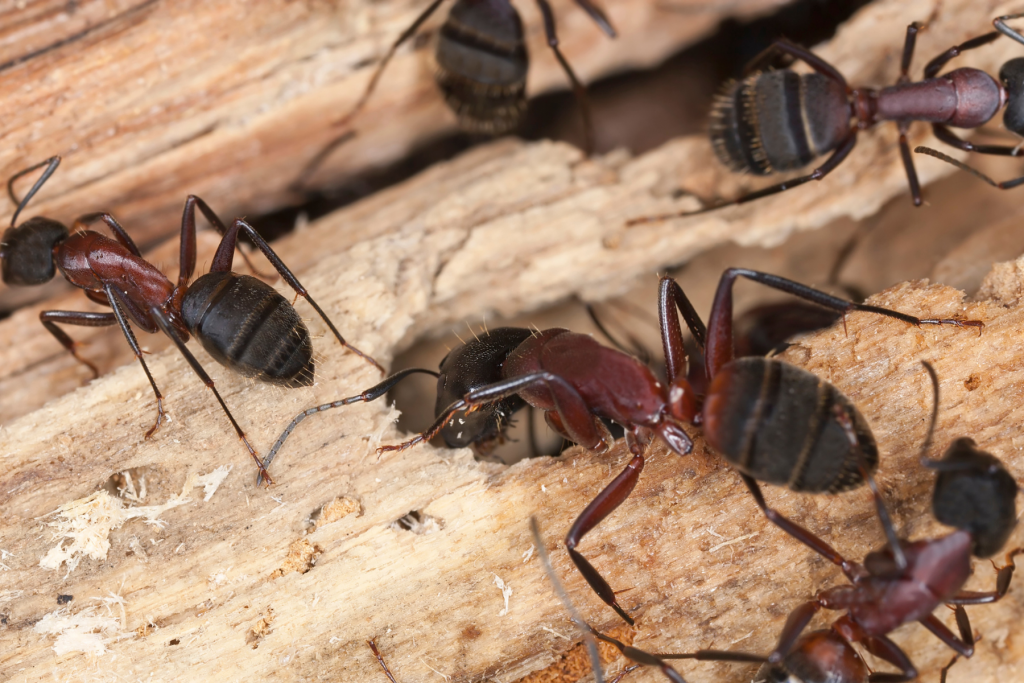 Carpenter Ants eating wood.
