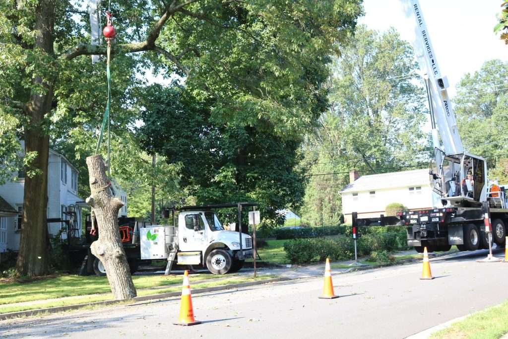 RTEC removing a tree with a crane.