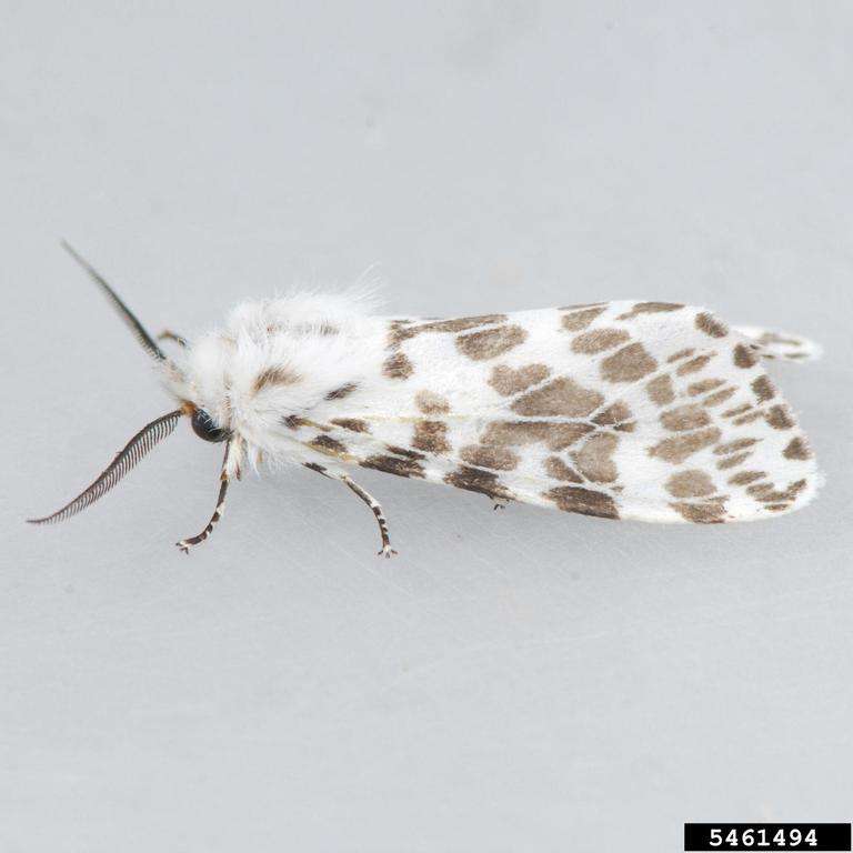 White adult moth with brown spots
