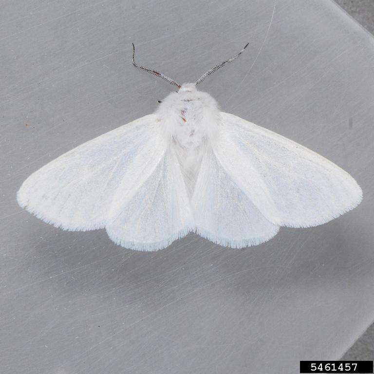 Adult white moth.