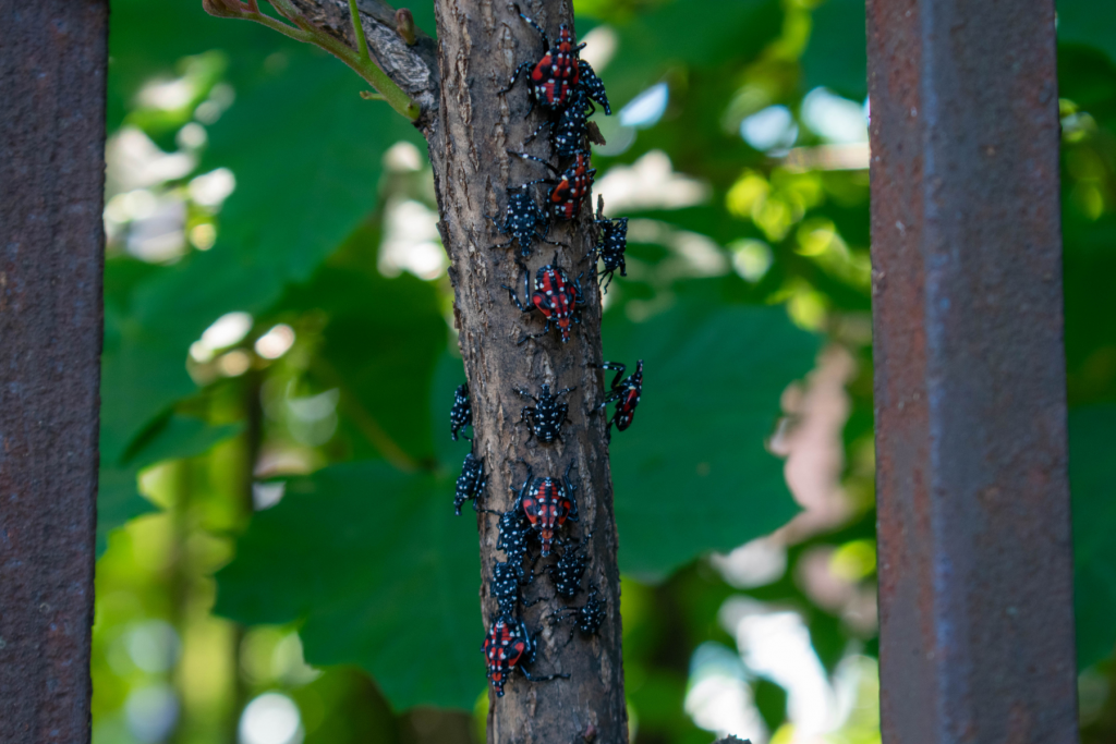 Spotted lanternfly nymphs on a branch. 