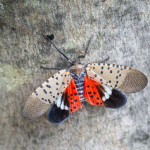 Up close image of a spotted lantern fly with its wings expanded, showing its entire body.
