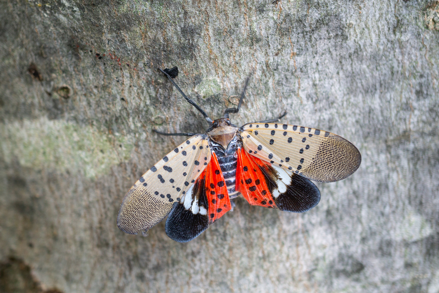 Up close image of a spotted lantern fly with its wings expanded, showing its entire body.