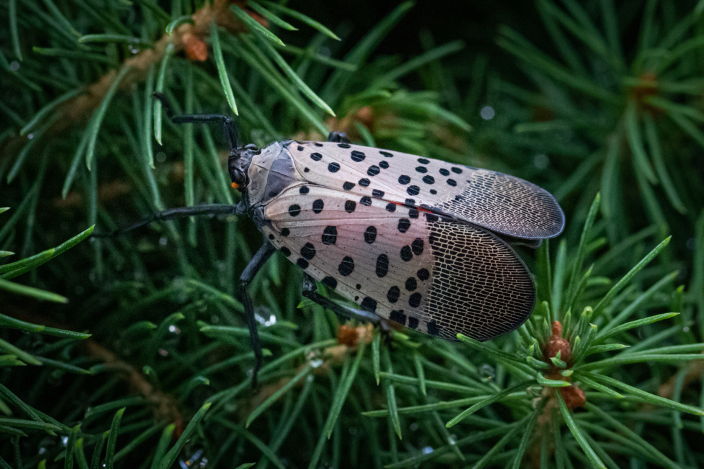 One spotted lanternfly with its forewings closed.