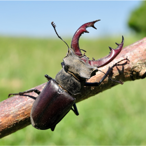 Large stag beetle on a branch.