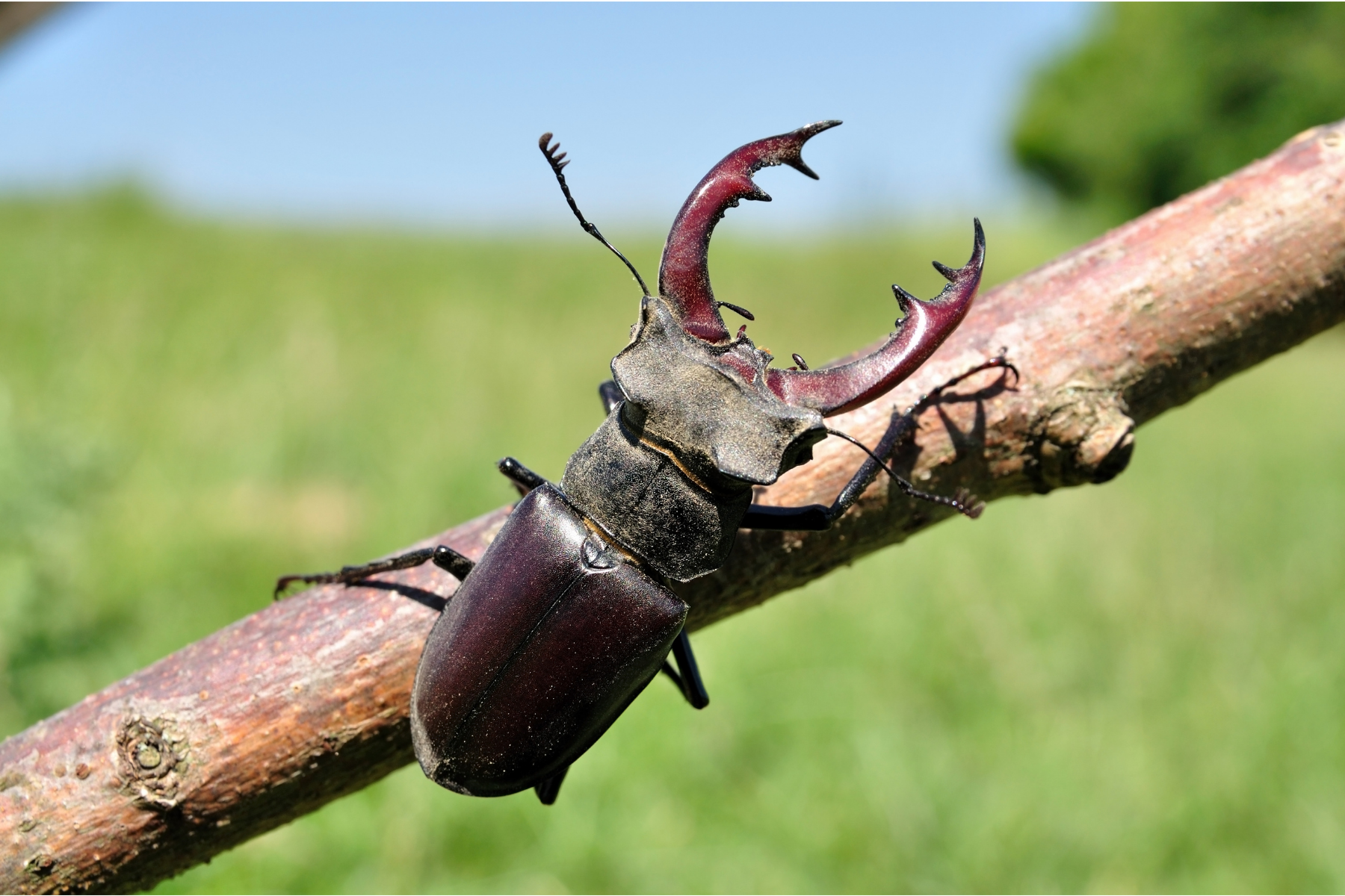 Large stag beetle on a branch.