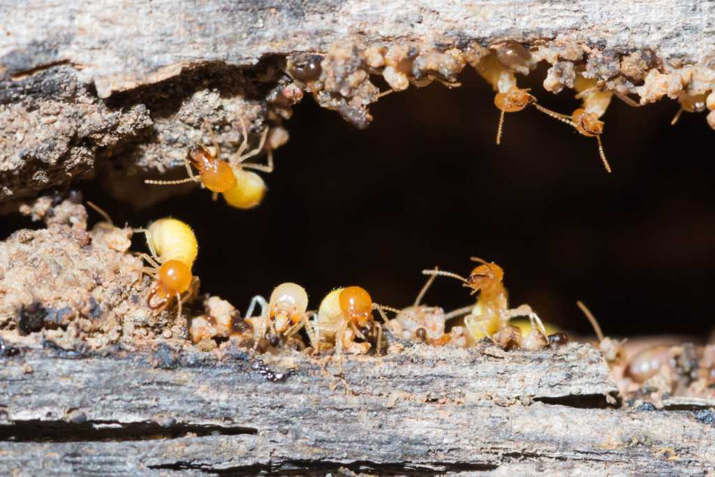 Termites chewing away at wood.
