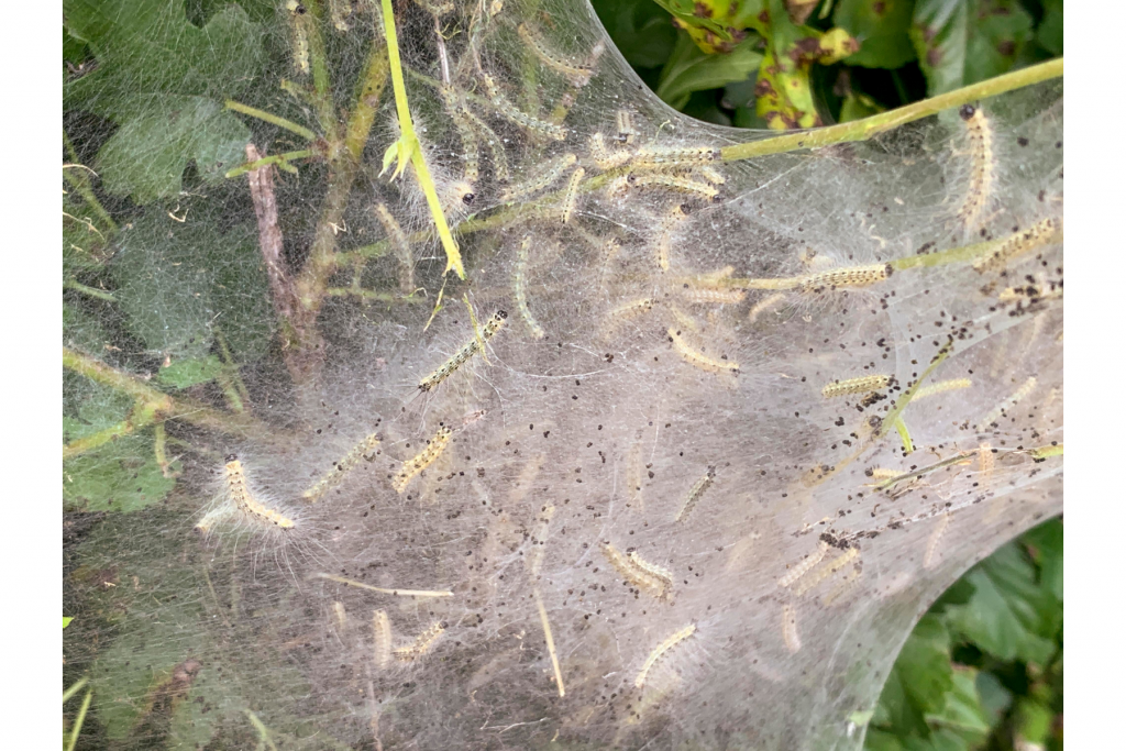 Up close view of a fall webworm nest with black-headed larvae.