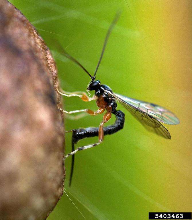 A ichneumonid wasp with a uniquely shaped abdomen.