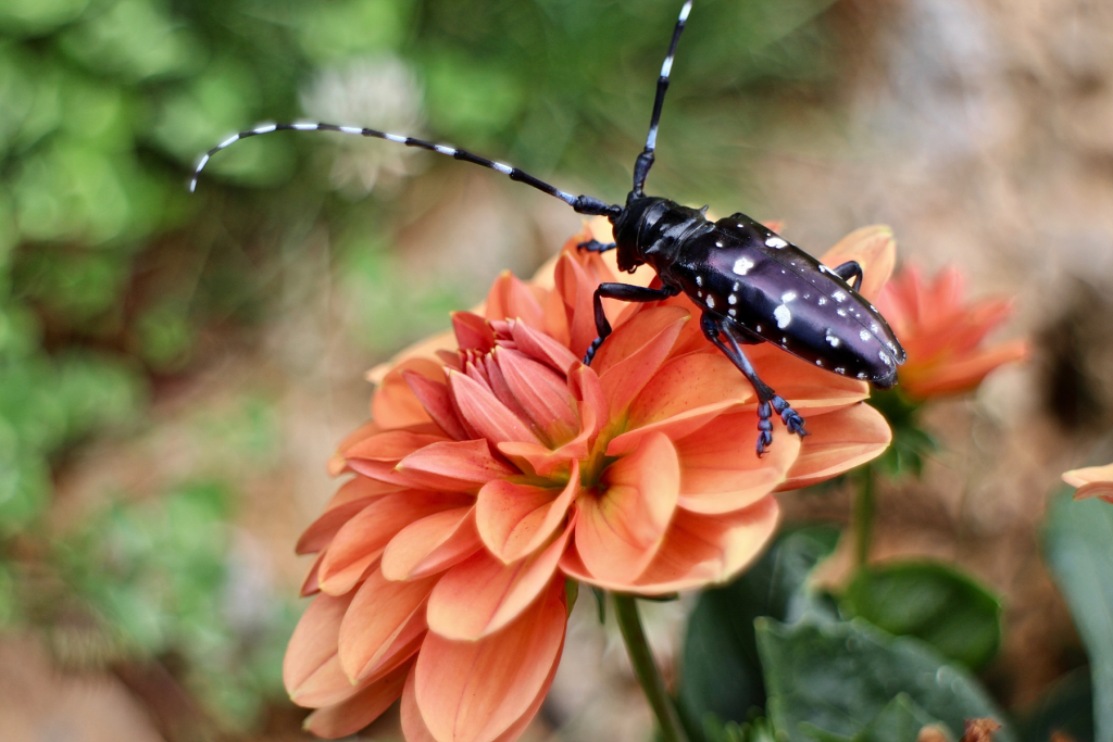 Adult Asian long-horned beetle on a flower.