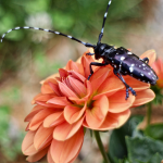 Adult Asian long-horned beetle on a flower.