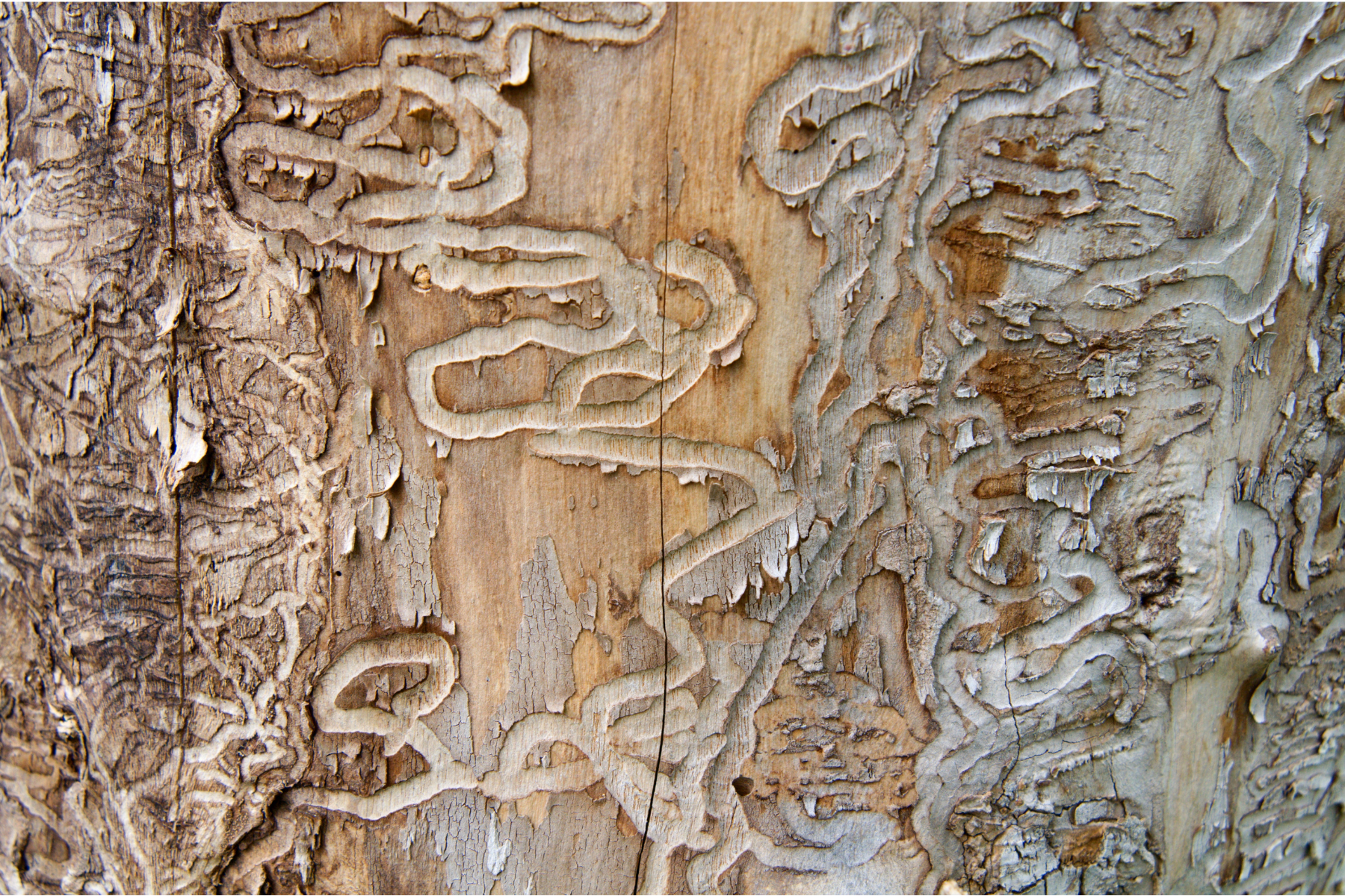 S-Shaped galleries of Emerald ash borer larva.