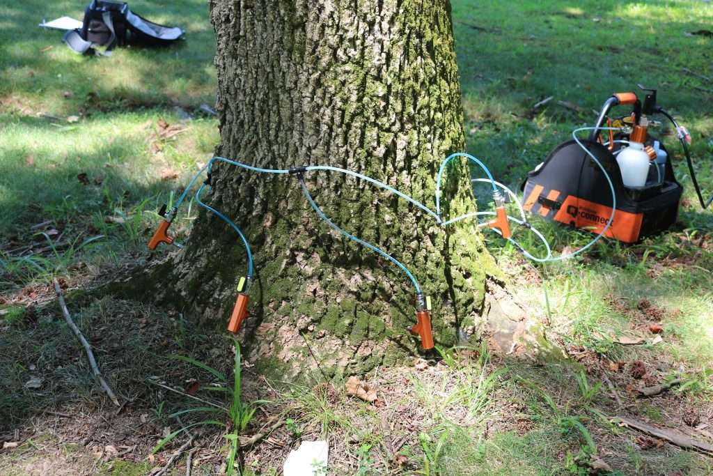 Injection treatment for emerald ash borers.