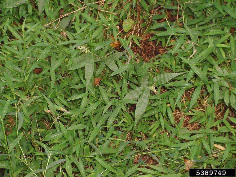 Layers of wavyleaf basketgrass covering the ground.