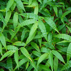Wavyleaf basketgrass leaves.