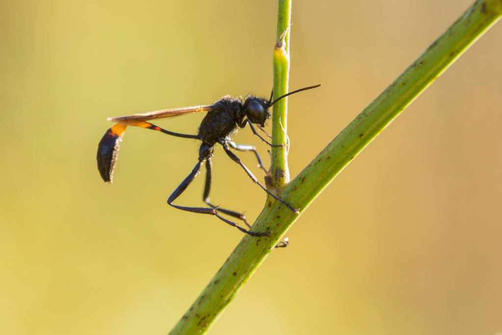 A ichneumonid wasp with its characteristically thin "waist:.