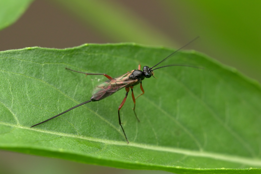 A single wasp on a leaf.