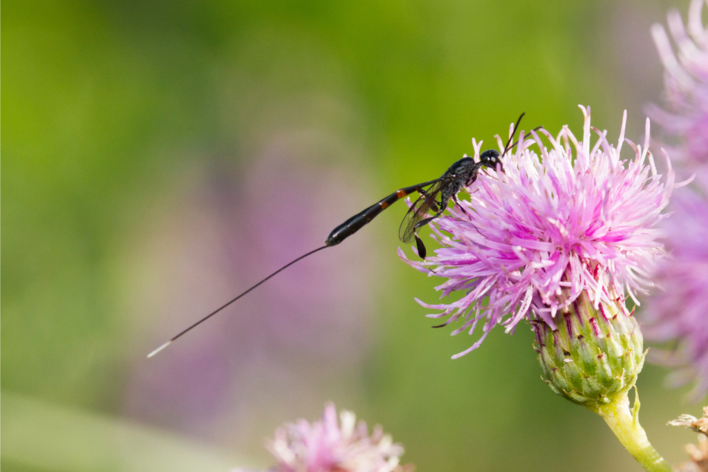 A female ichneumon wasp with a long ovipositor.