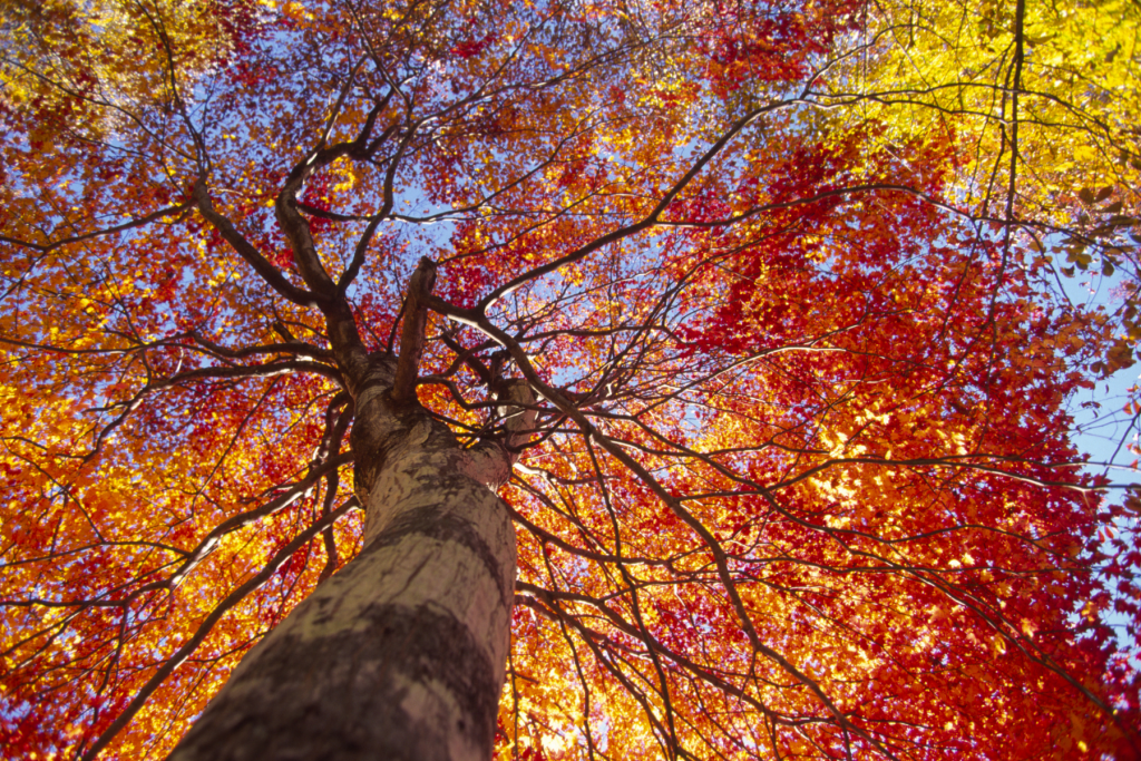 fall tree canopy