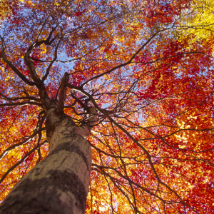 fall tree canopy