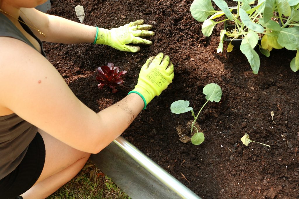 Hands digging in soil.