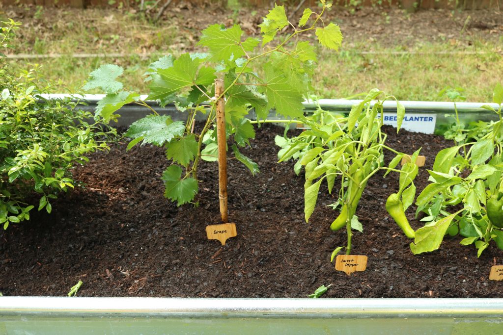 Grapes and sweet pepper seedlings.