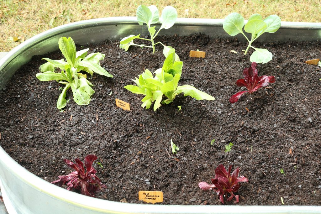 Seedlings planted in the community garden.