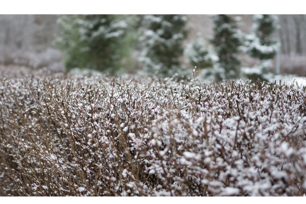 Brown shrubs lightly coated in snow. 