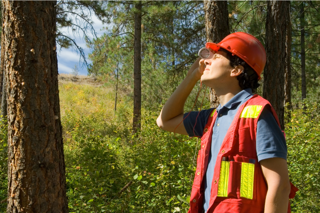 Arborist inspecting a tree