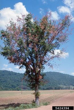 Dutch elm disease on a tree