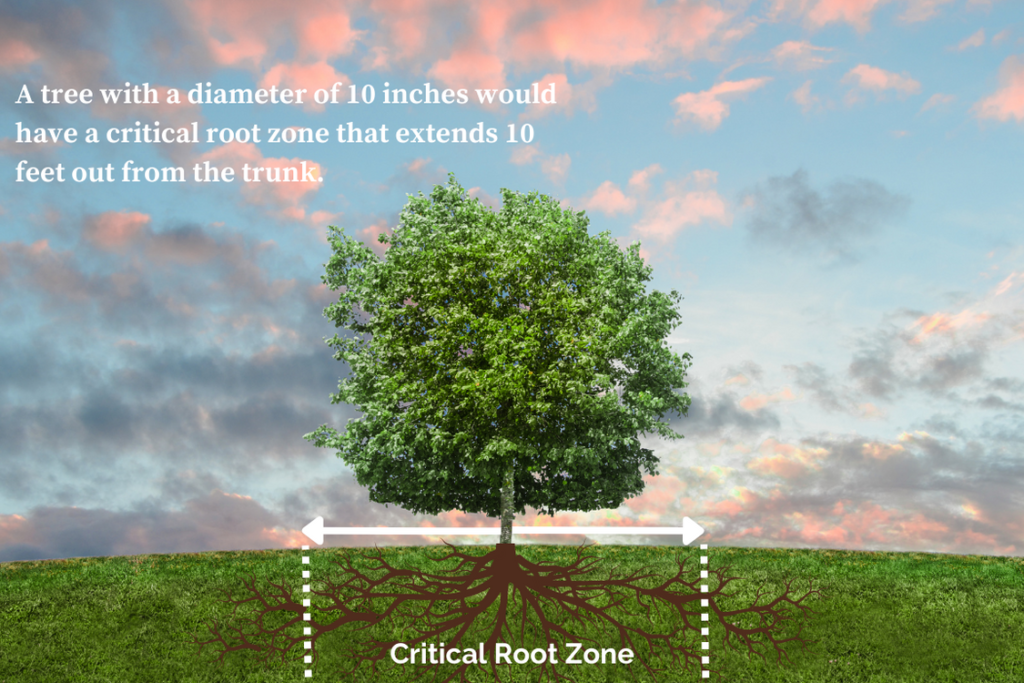 Graphic showing the critical root zone of a tree. 